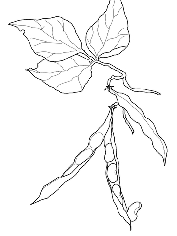 Kidney Beans Coloring Page